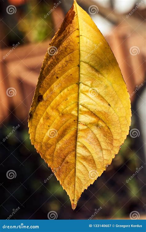 Close Up Of A Fruit Tree Leaf In Autumn Stock Image Image Of Poland