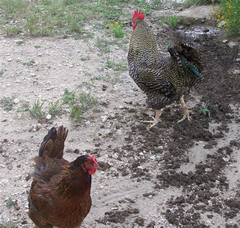 Big names including julia roberts, lady gaga when considering raising backyard chickens, first determine if they are allowed in your area. Austin, Texas - Flock Sell out | BackYard Chickens - Learn ...