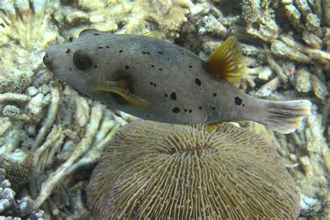 Black Spotted Pufferfish Factsvideo And Photographs Seaunseen