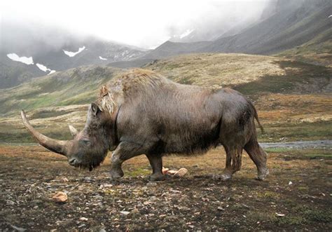 The Prehistoric Woolly Rhinoceros Coelodonta Antiquitatis Lived In