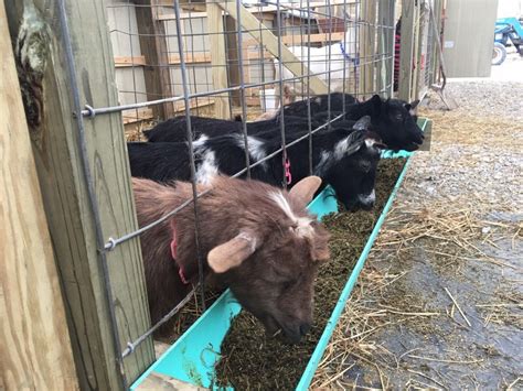 The Benefits Of Chaffhaye For Goats Premium Alfalfa Hay