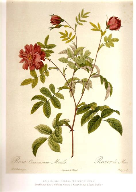 Redoute Botanical Print 2007 Antique Roses Color Print Plate Etsy