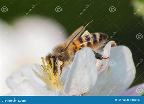 Honey Bee Pollination Process Stock Image Image Of Macro Farm