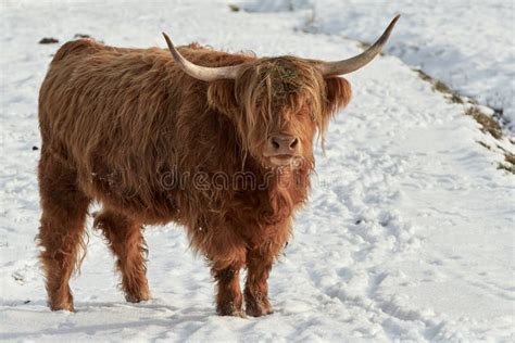 Highland Cattle In Snow Covered Field Stock Photo Image Of Highland