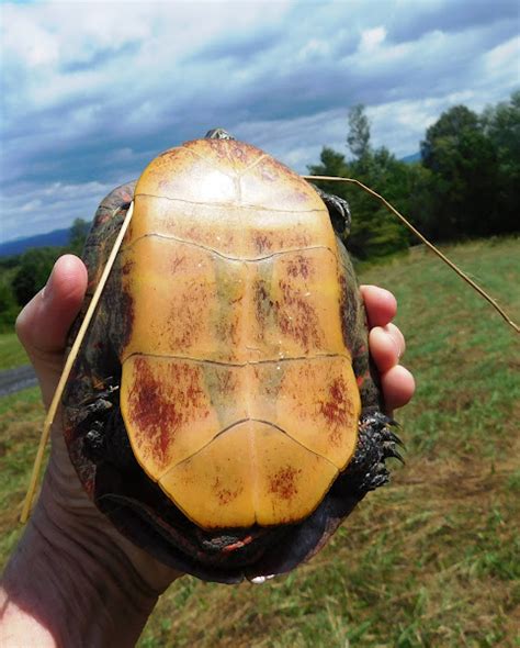 Painted Turtle Project Noah