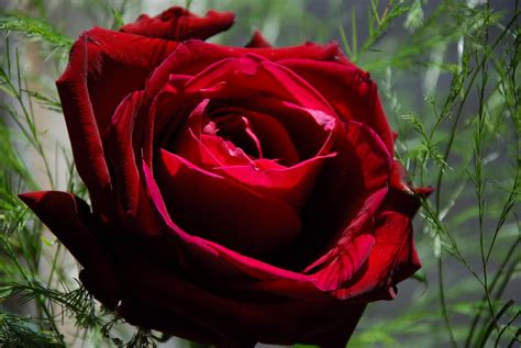 Beautiful Red Rose For Love Awesome Wallpapers