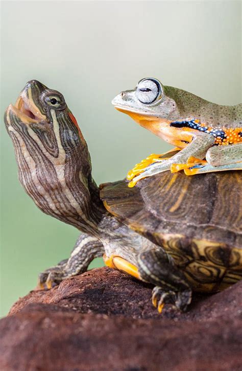 Frog Sitting On A Turtle Frog Sitting Turtle Frog