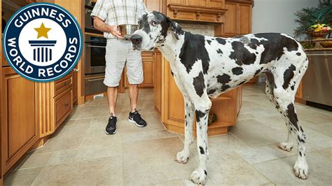 Tallest Female Dog Meet The Record Breakers Tallest Dog Worlds