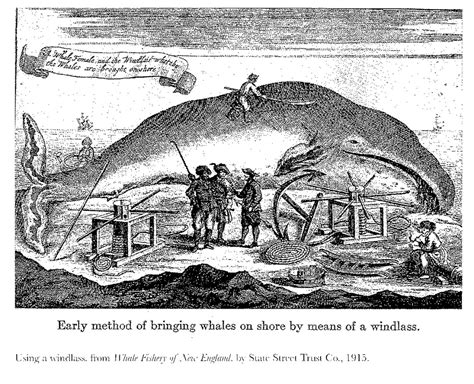Cape Cod Whaling The History Of Whaling In America