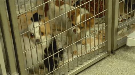 Several Dogs Rescued From Sc Puppy Mill With Hundreds Of Animals Now