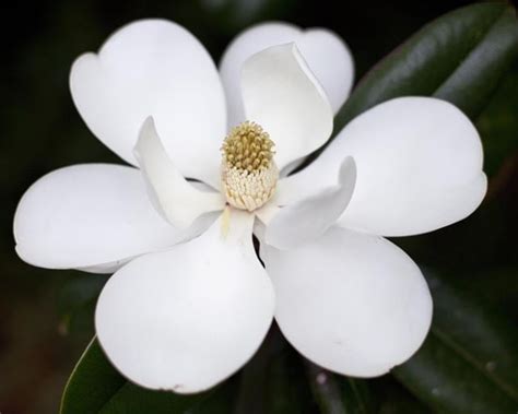 A gold star above the flower represents native american tribes, and the 20 us state graphic organizer for one us state, write the name of the state, draw a map of the state, then write the state capital, postal abbreviation. Q: What is the Mississippi State Flower? A: The Magnolia ...