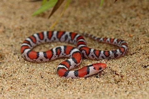 10 Coral Snake Look Alikes In The Us Reptile Jam