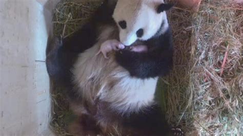 Giant Panda Mum Cuddles Newborn Twins Newshub