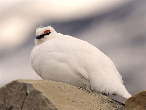 Birds Youth For Arctic Nature