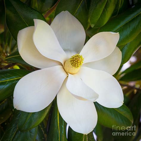 Magnolia Flower Photograph By Inge Johnsson Fine Art America