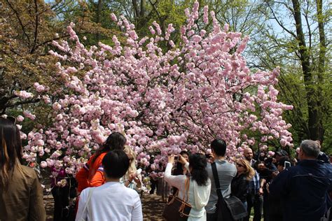 Guide To Brooklyn Botanical Garden Cherry Blossom