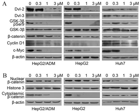 Dalbinol Suppressed Wntβ Catenin Signaling In Hcc Cells A Western