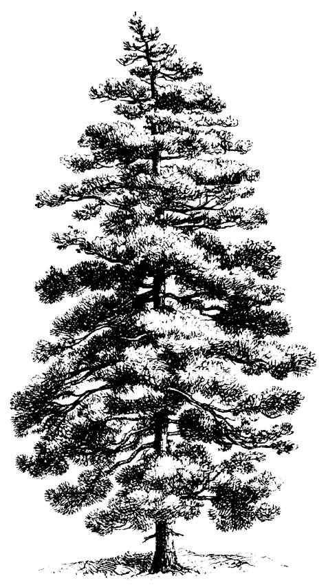 Luxury 60 Of Pine Tree Clipart Black And White Rapsodhia