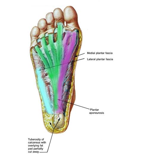 Heel Pain Series Week 1 Anatomy Sports And Structural Podiatry