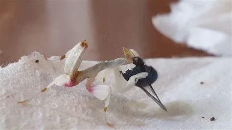 Orchid Mantis Male