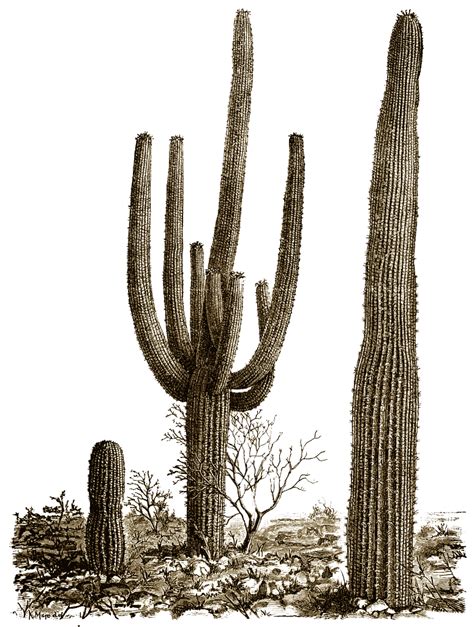 Cactus Png 8 Png All Png All