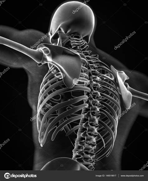 Human Collar Bones Anatomy Model Stock Photo By ©anatomyinsider 146519817