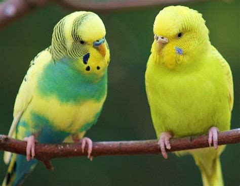 Parakeets Budgies Budgies Bird Pretty Birds