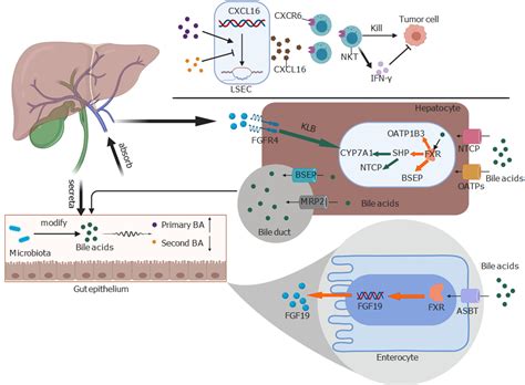 Role Of Bile Acids In Liver Diseases Mediated By The Gut Microbiome