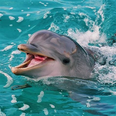 Cute Dolphin Marine Animals Animals Beautiful Beautiful Sea Creatures