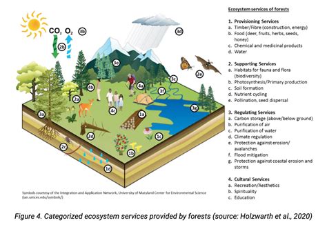 Complete Guide To Forest Conservation From Importance To Methods