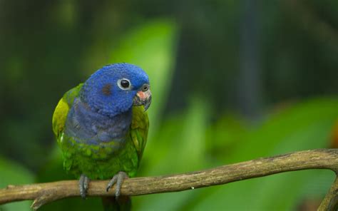 Parrot Full Hd Wallpaper And Background 2560x1600 Id275194
