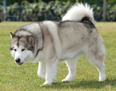 Alaskan Malamute Everything You Need To Know Pettime