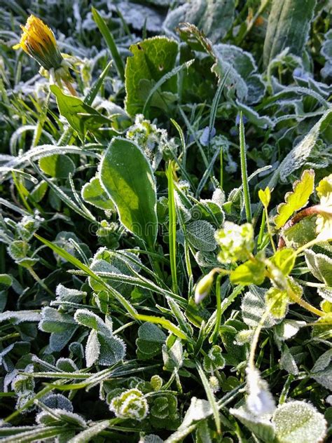 Green Grass Covered With Frosty White Crystalline And Early Morning