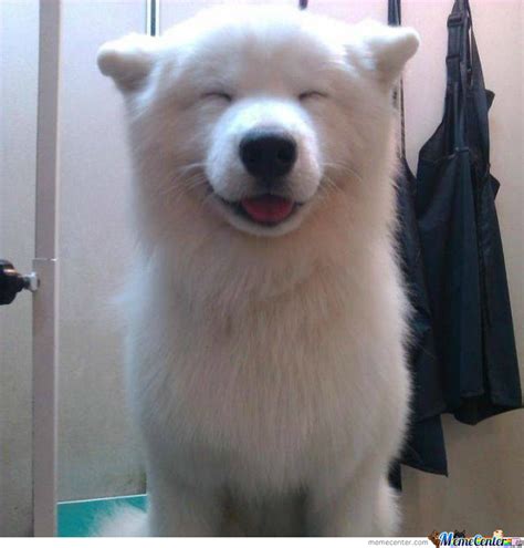 Just A Happy Dog By Muhammadaikram Meme Center