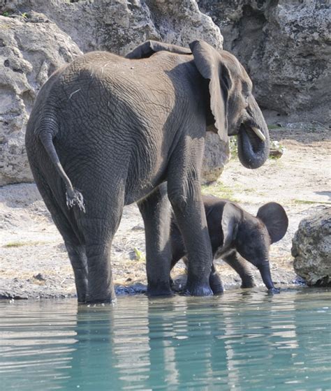 Baby Elephant Takes First Steps On Kilimanjaro Safaris