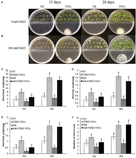 Frontiers Induction Of Salt Tolerance In Arabidopsis Thaliana By