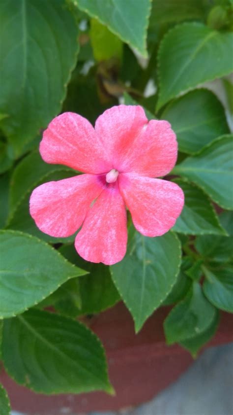 A Pink Flower With Green Leaves Around It
