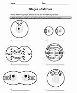Animal Worksheet Cell Plant Mitosis Worksheets Biology Stages Science Workbook Students Label Description Meiosis Diagram Blank Cells Introduces Simple sketch template