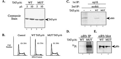 Transduction Of Full Length P16 Protein Directly Into Cells Results In