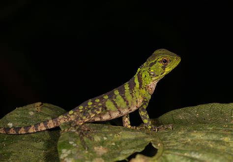 Exploring Rainforest Trails And Career Paths In Ecuador Ecology