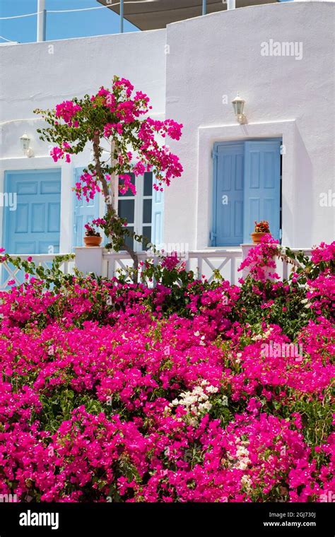 Pink Bougainvillea Flowers Santorini Greece Hi Res Stock Photography