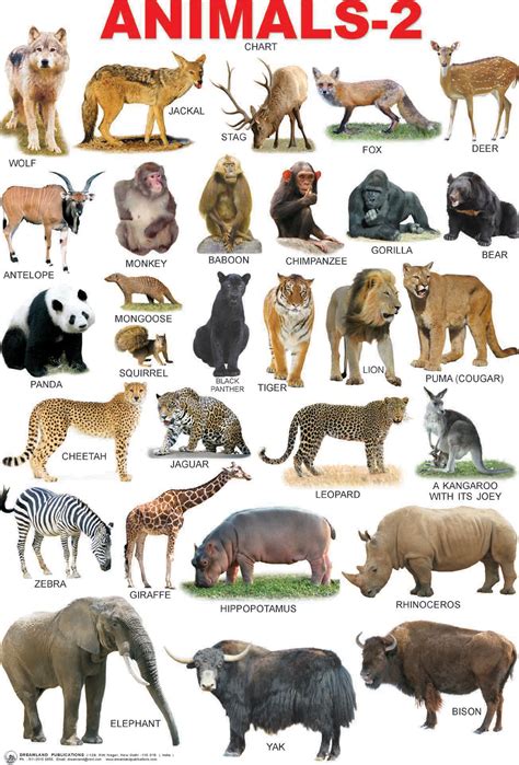 Domestic Animals Chart Buy Domestic Animals Chart By