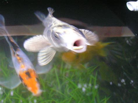 Hungry Ghost Koi Butterfly Koi Ghost Koi Spectres Innard Flickr