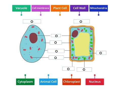 However, plant cells contain additional specialized structures required for plant function. Plant and Animal Cell GCSE Recap - Labelled diagram