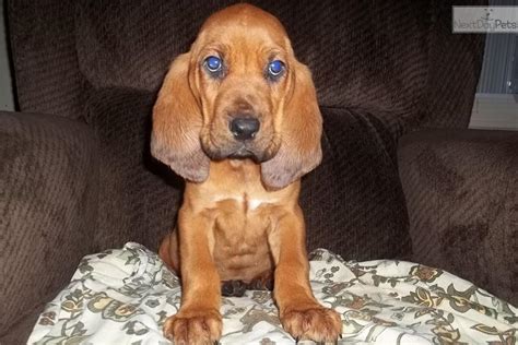 Book with our pet friendly guarantee and get help from our canine concierge! Bloodhound puppy for sale near Morgantown, West Virginia | 847abfb3-0291