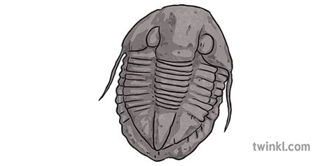 Bathyurus Extans Fossil Trilobite Archeology Science Ks2 Illustration
