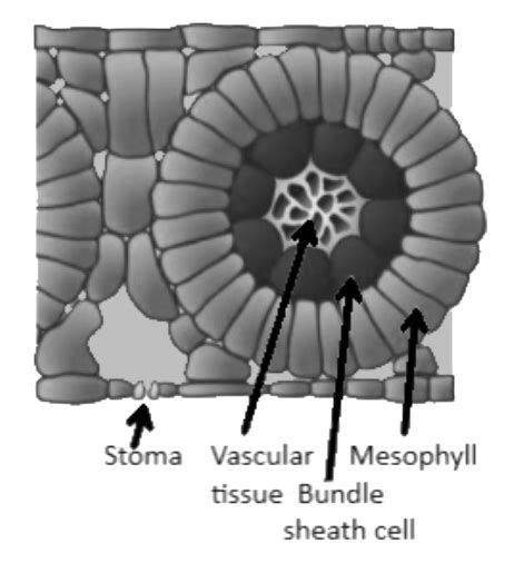In C4 Plants The Bundle Sheath Cells A Have Thin Walls To