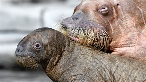 Baby Walrus Getting Round The Clock Cuddles To Stay Alive