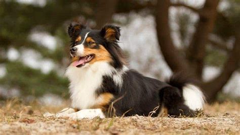 Differentiation Of Dog Breeds With Similar Appearance Maryland Pet
