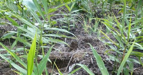 Jenis cabe yang di tanam oleh petani indonesia pun beragama. CARA DAN PANDUAN MENANAM HALIA - Rangkuman Cara Bertanam ...